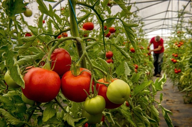 Precision Genome Engineering for the Breeding of Tomatoes